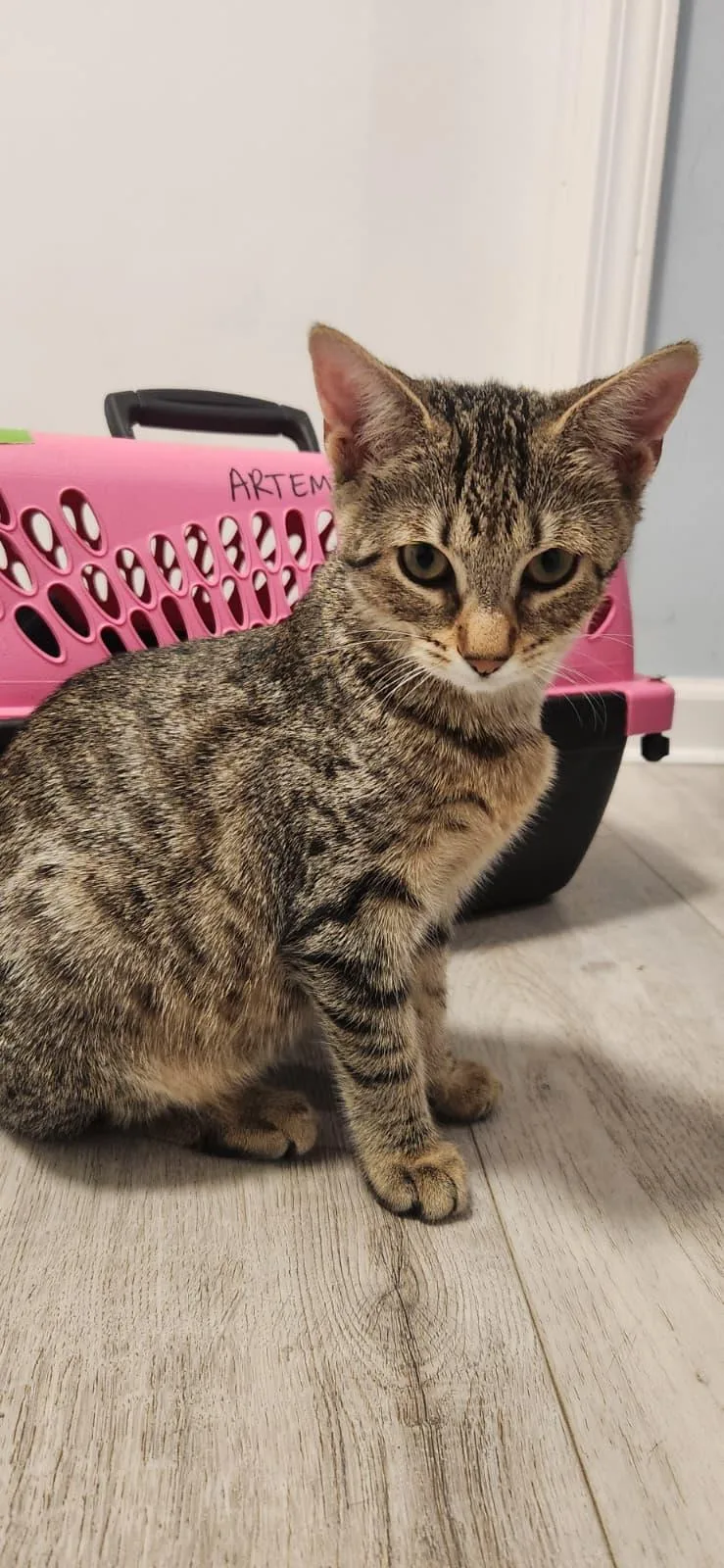 A baby small-sized female Tabby (Brown / Chocolate) American Shorthair cat named Loretta for adoption in Highland Park, NJ