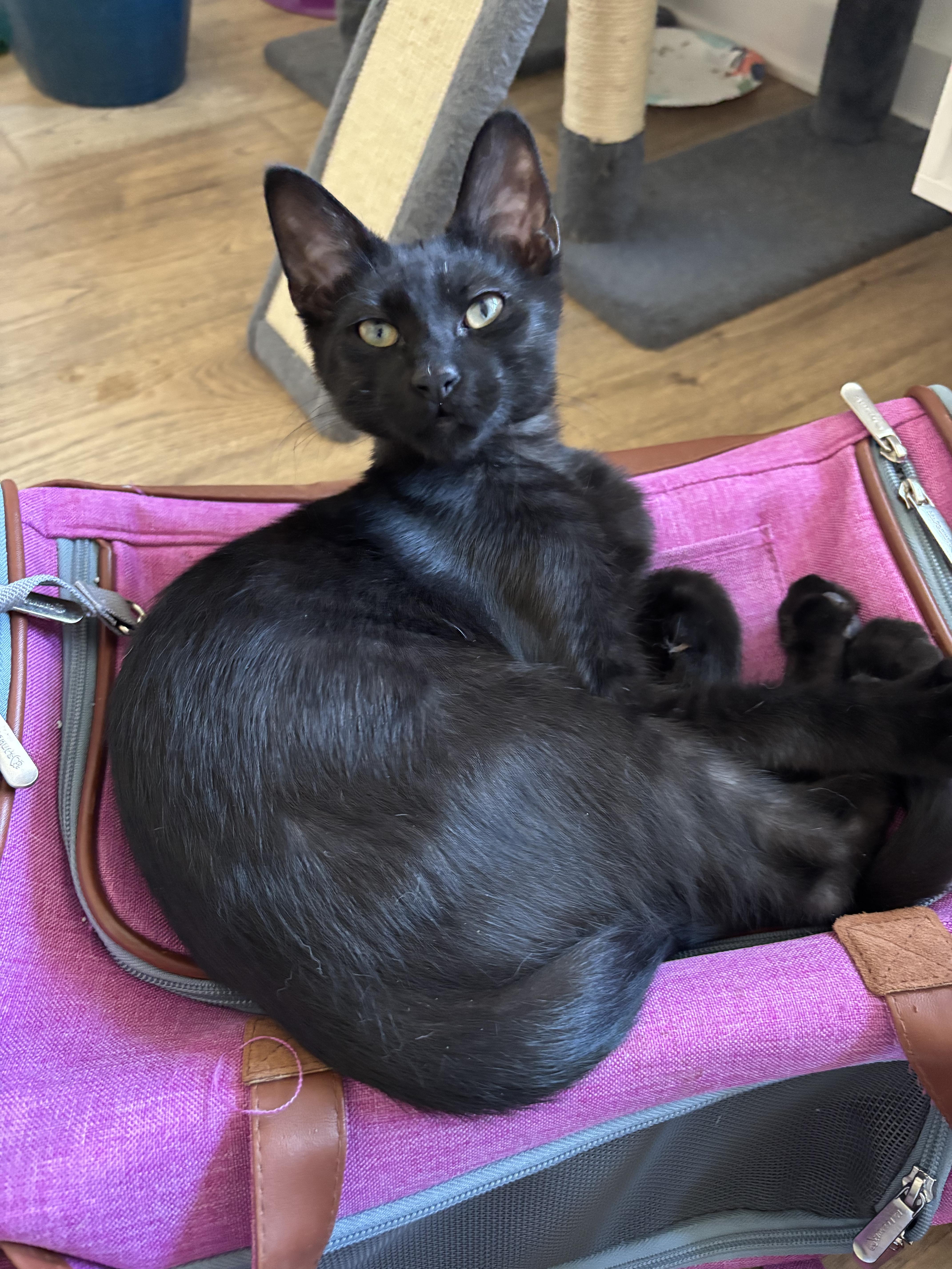 A baby small-sized male Black Domestic Short Hair cat named Kirby for adoption in Nashville, TN