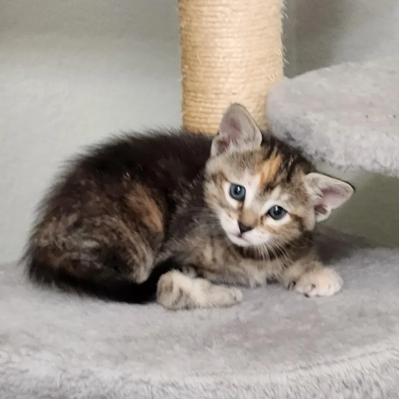 A baby medium-sized female Orange & White Torbie cat named Flan for adoption in Allen, TX