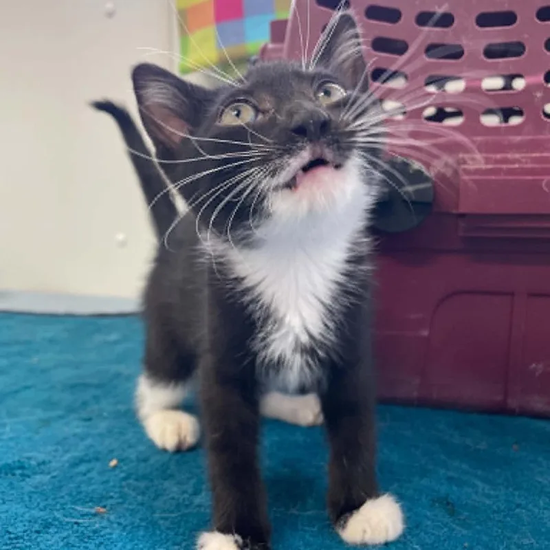 A baby small-sized female Black Domestic Short Hair cat named Pebbles for adoption in St. Helena, CA