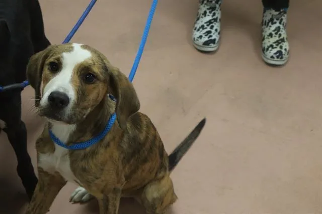 A young medium-sized female Mixed Breed dog named Brownie for adoption in Columbia, SC