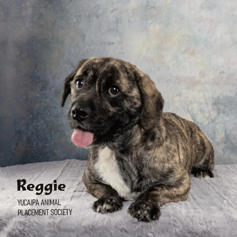 Reggie thumbnail 5