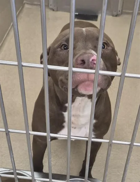 A young medium-sized male Pit Bull Terrier dog named Tootsie Roll for adoption in Decatur, IL