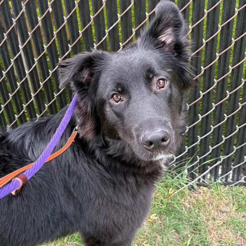 A young medium-sized male Black Mixed Breed dog named Shaggy for adoption in Wantagh, NY