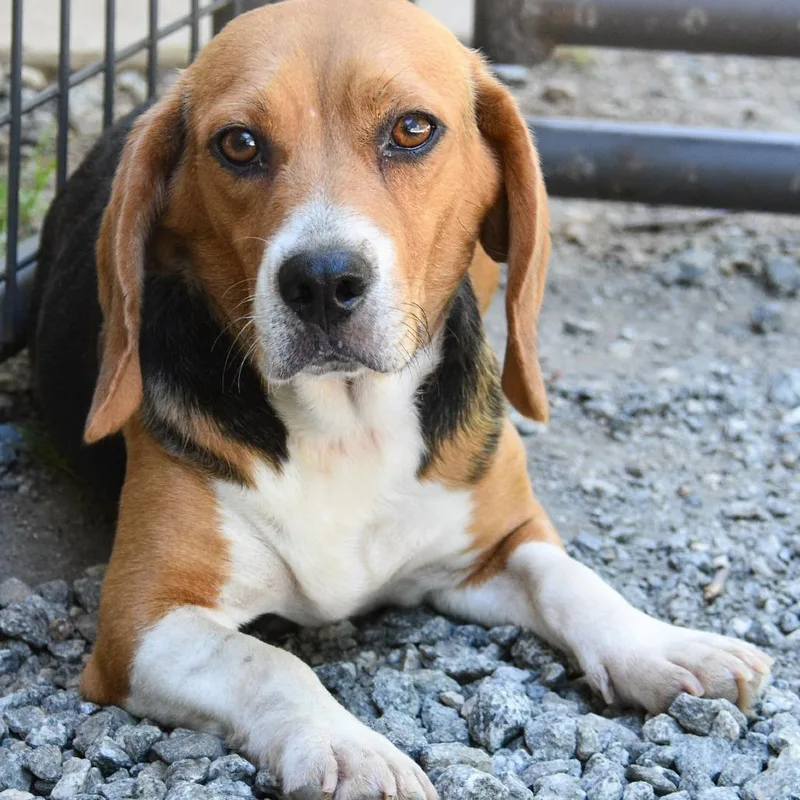 An adult small-sized female Brown / Chocolate Beagle dog named Wilma Marie for adoption in Columbus, NC