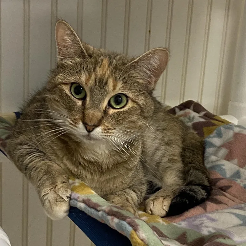 An adult small-sized female Torbie Domestic Short Hair cat named Rosefinch for adoption in North Branford, CT