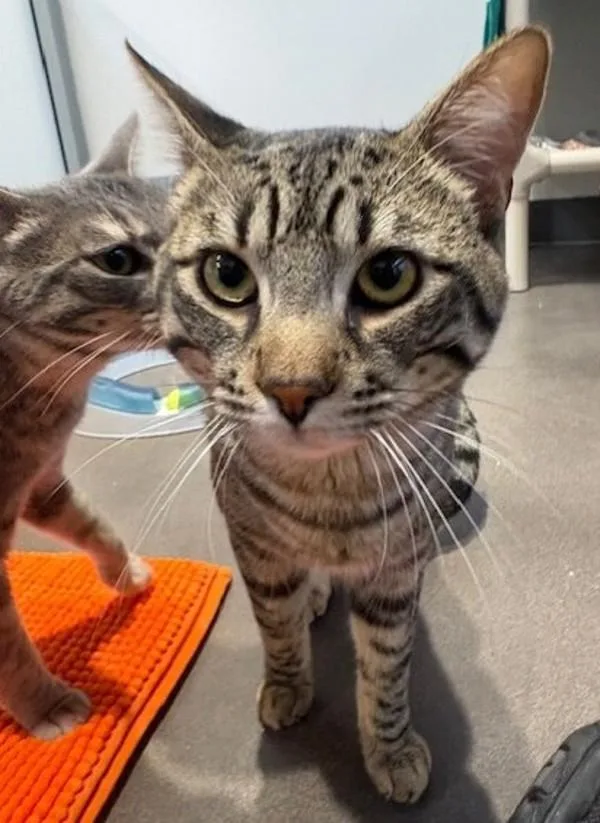 An adult small-sized male Domestic Short Hair cat named Vargas for adoption in San Diego, CA