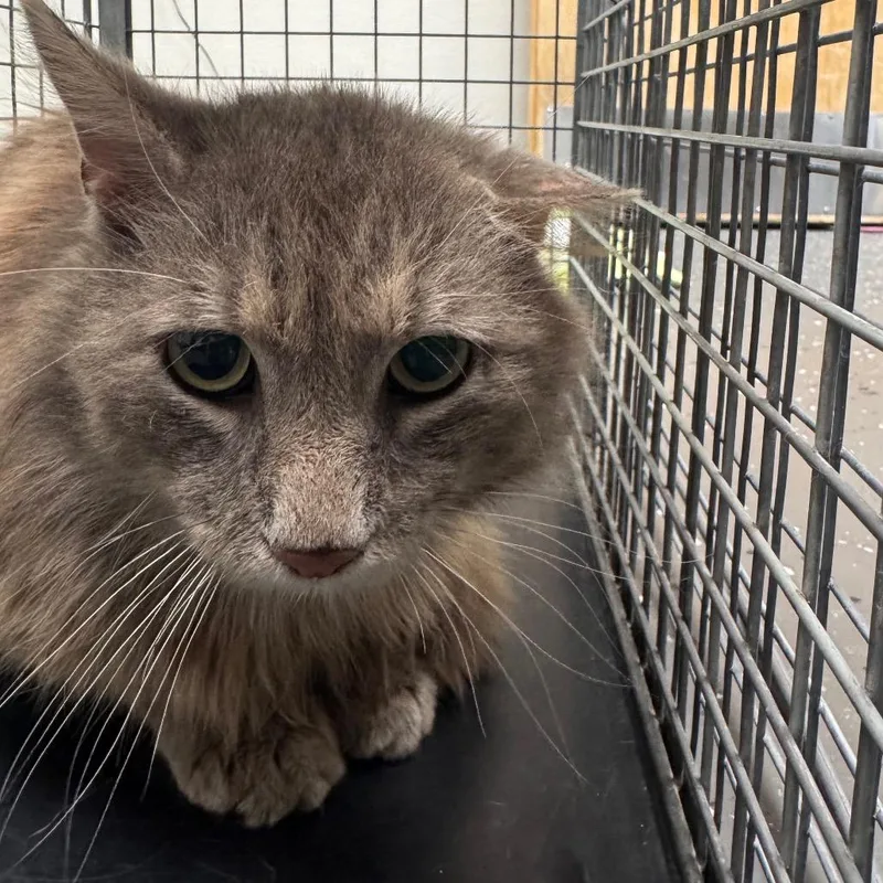 A senior medium-sized male Gray / Blue / Silver Domestic Medium Hair cat named Chico for adoption in Columbiana, AL