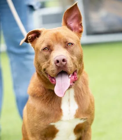 A young large-sized male Pit Bull Terrier dog named Harley for adoption in Camarillo, CA