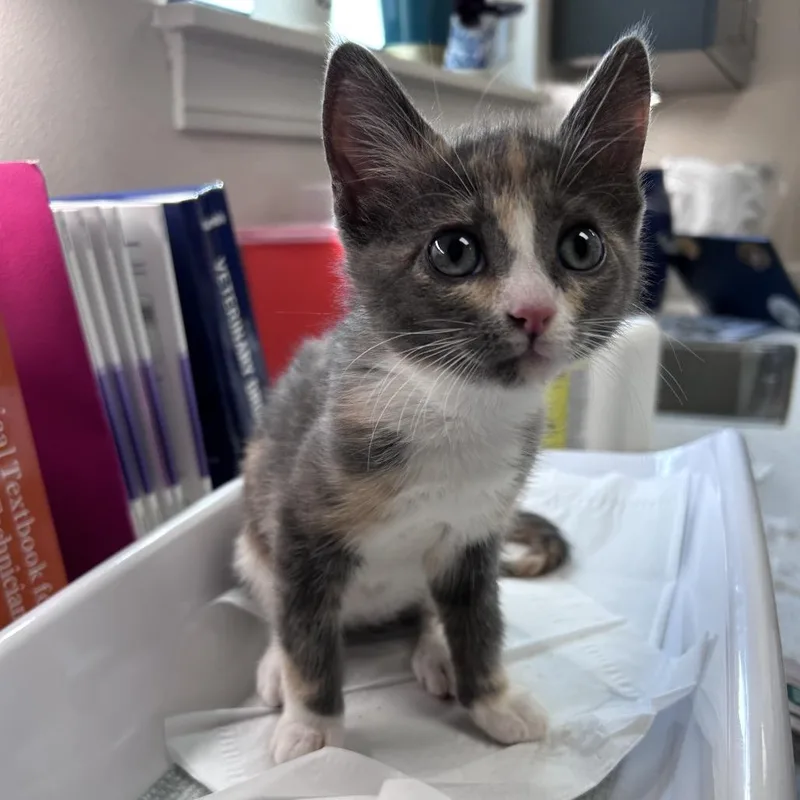 A baby small-sized female Calico Domestic Short Hair cat named BaeBae for adoption in Morganton, NC