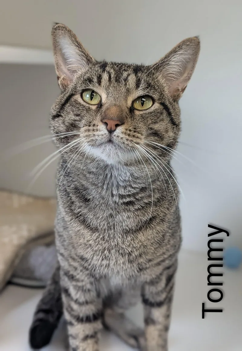 An adult large-sized male Tabby (Gray / Blue / Silver) Domestic Short Hair cat named Tommy for adoption in Flint, MI