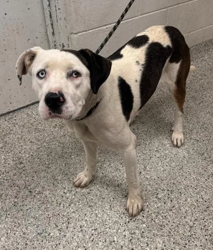 A young large-sized male White / Cream Mixed Breed dog named Turtle for adoption in Kansas City, MO
