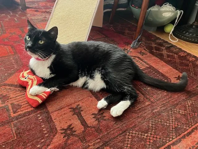 An adult medium-sized male Black & White / Tuxedo Domestic Short Hair cat named Pinky & Charlie for adoption in Philadelphia, PA