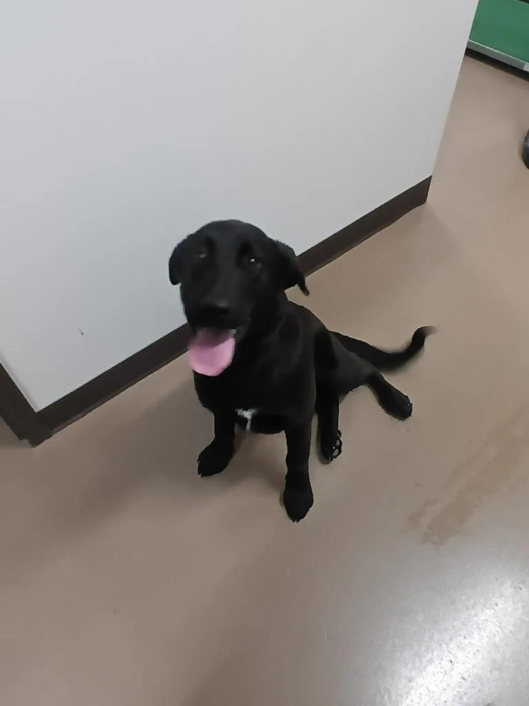 A baby medium-sized female Labrador Retriever dog named CoKeta for adoption in Springfield, TN