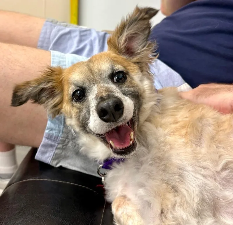 A young small-sized male White / Cream Australian Shepherd dog named Toto for adoption in Brooklyn, NY