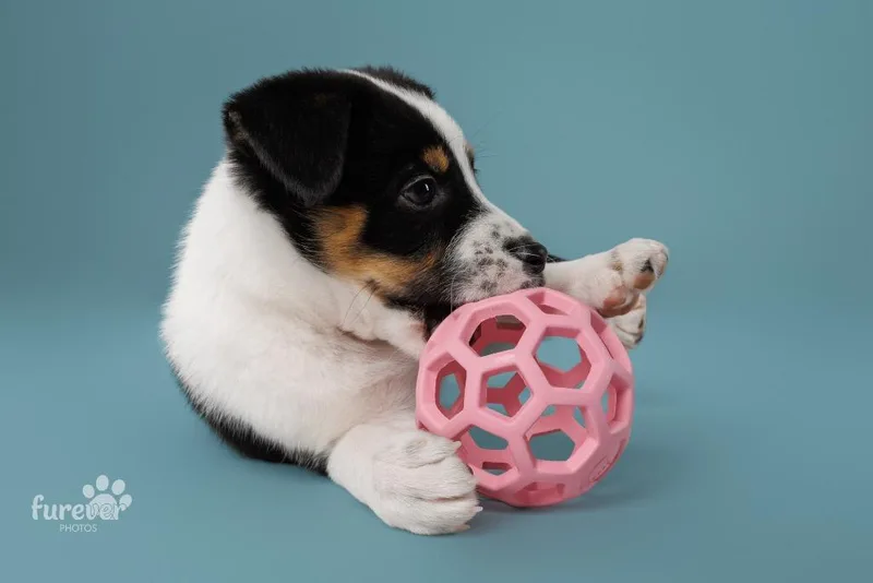 A baby medium-sized female Cattle Dog dog named Tator for adoption in Claremore, OK