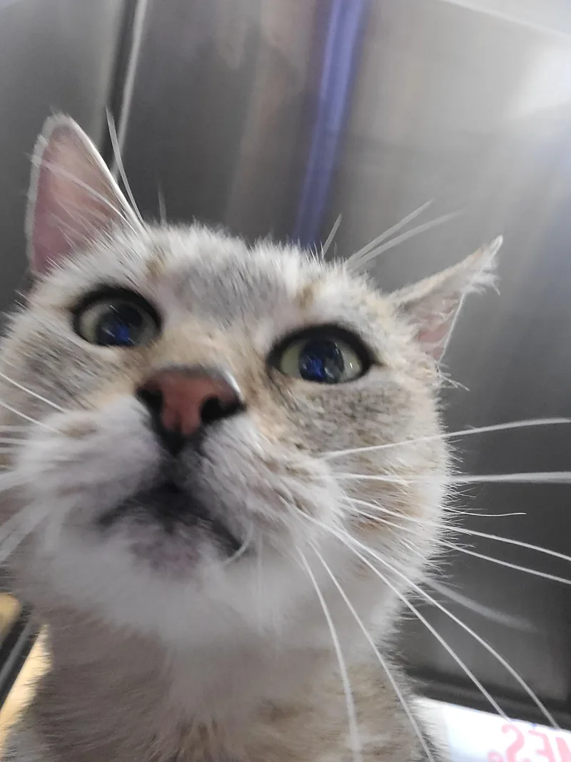 A senior medium-sized female Dilute Tortoiseshell Domestic Short Hair cat named French Fry for adoption in Gerrardstown, WV