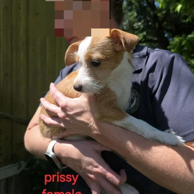 A young small-sized female Red / Chestnut / Orange Chihuahua dog named Prissy for adoption in Baton Rouge, LA