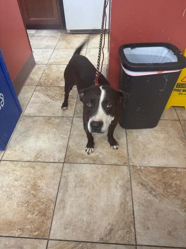 A senior large-sized male Brown / Chocolate Mixed Breed dog named Ball Park for adoption in Cincinnati, OH