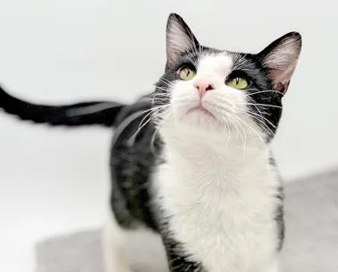 Cheshireis A Cat Dog!!