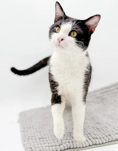 Cheshireis A Cat Dog!! thumbnail 2