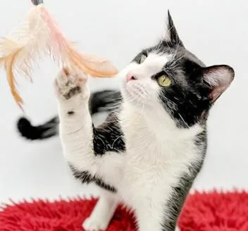 Cheshireis A Cat Dog!! thumbnail 3