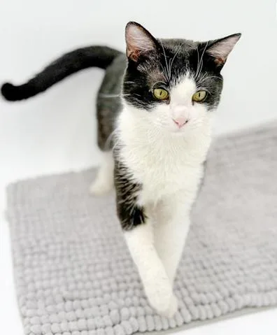 Cheshireis A Cat Dog!! thumbnail 4