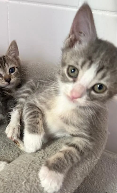 A baby medium-sized male Gray & White Domestic Short Hair cat named Carl for adoption in Herndon, VA