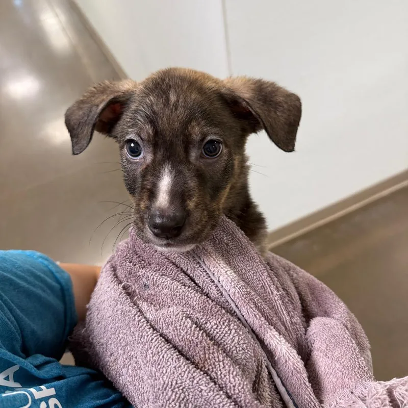 A baby medium-sized male Labrador Retriever dog named Buford for adoption in Tulsa, OK
