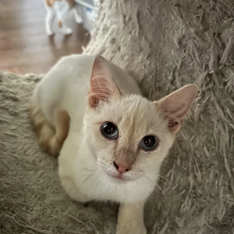Biscuit