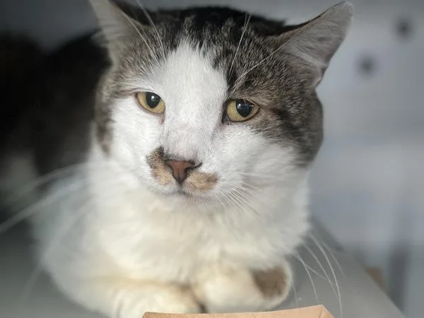 An adult medium-sized male Domestic Short Hair cat named Angel for adoption in Ridgewood, NY