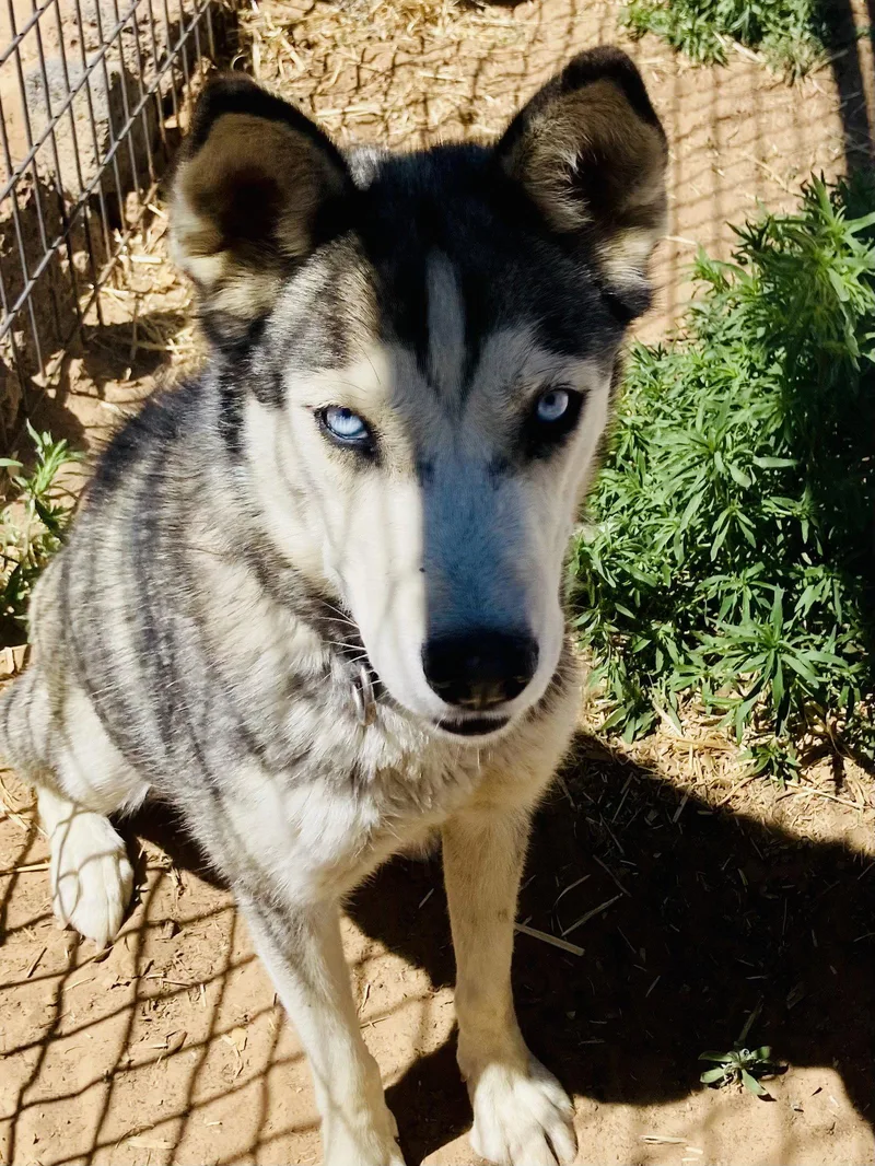 Java