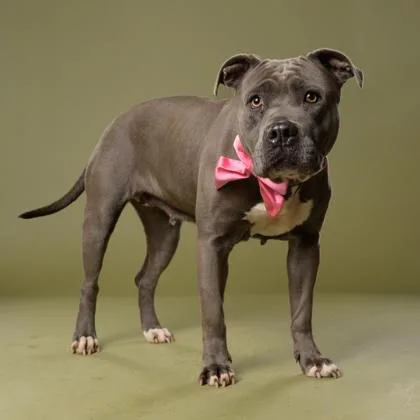 An adult large-sized female Pit Bull Terrier dog named Allegria for adoption in Atlanta, GA