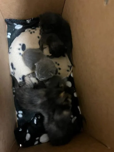A baby small-sized female Domestic Short Hair cat named A for adoption in Riverside, CA