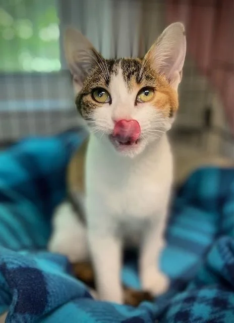 A baby small-sized female Domestic Short Hair cat named Anastasia for adoption in Duxbury, MA