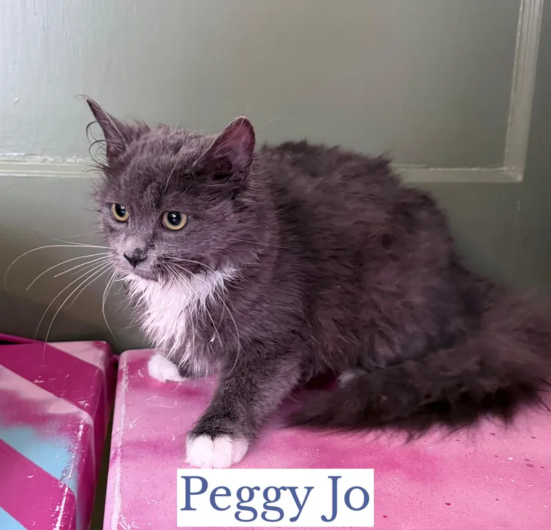 Peggy Jo thumbnail 2