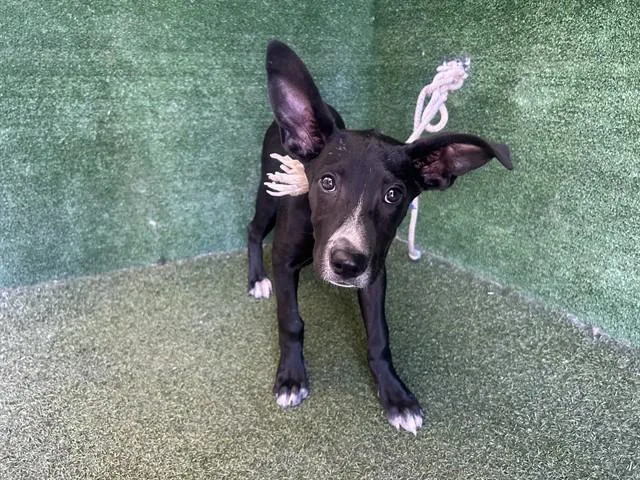 A baby small-sized female Labrador Retriever dog named Jillian for adoption in Lancaster, CA
