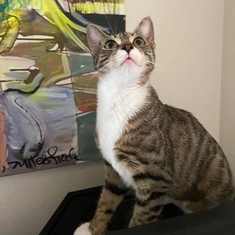 A young medium-sized female Gray / Blue / Silver Domestic Short Hair cat named Charis for adoption in Jacksonville, OR