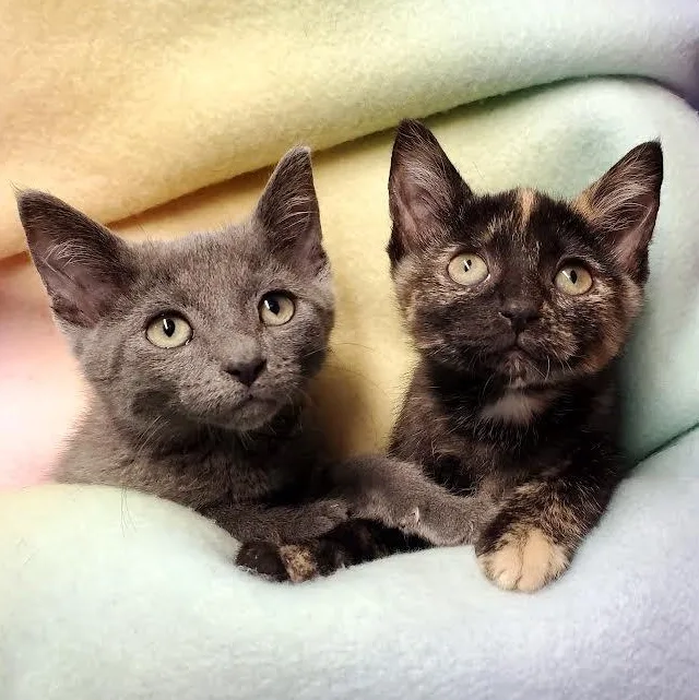 A baby medium-sized male Gray / Blue / Silver Domestic Short Hair cat named Mike & Izzie for adoption in Marseilles, IL