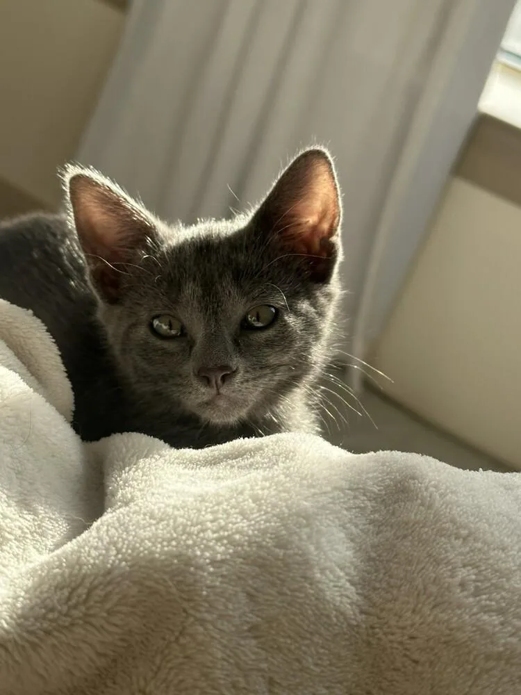 A baby small-sized female Domestic Short Hair cat named Yzma for adoption in Aurora, CO
