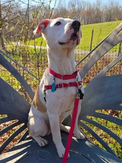 An adult medium-sized male Mixed Breed dog named Heathcliff for adoption in Fairfax, VA