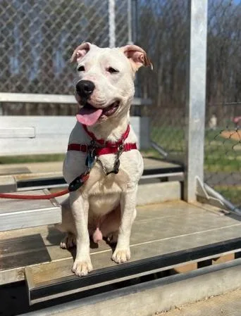 Heathcliff thumbnail 2