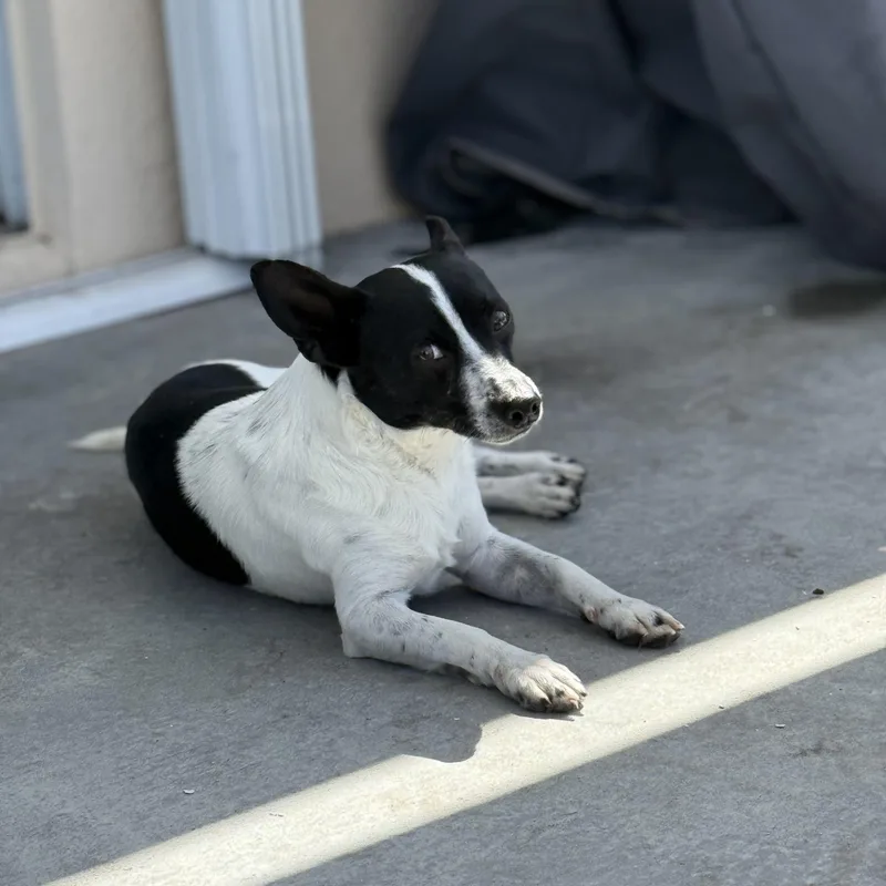 A young small-sized male Black Mixed Breed dog named Maddox for adoption in Palm Bay, FL