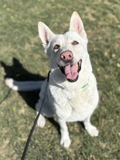 An adult large-sized female German Shepherd Dog dog named Annie for adoption in Phoenix, AZ