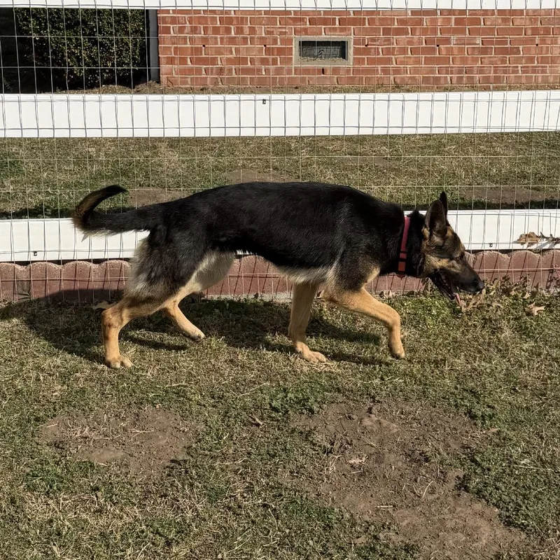 Priscilla thumbnail 4