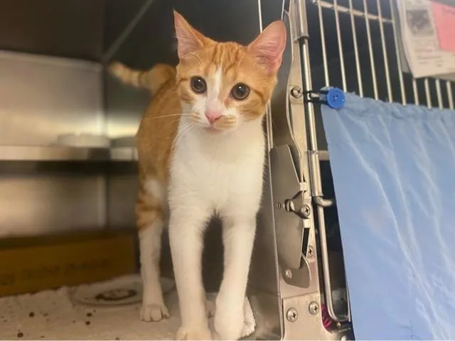 A young small-sized female Domestic Short Hair cat named Breeze for adoption in Fort Wayne, IN