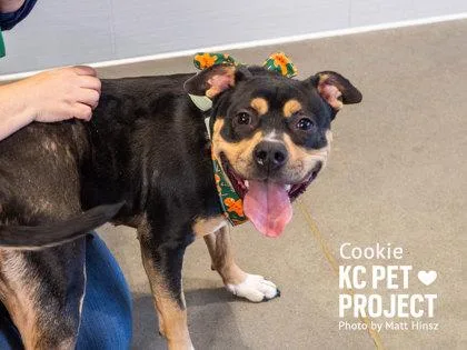 An adult large-sized female Black Pit Bull Terrier dog named Cookie for adoption in Kansas City, MO