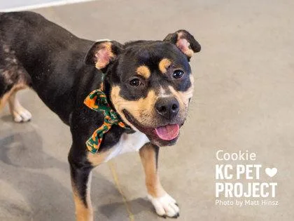 Cookie thumbnail 3