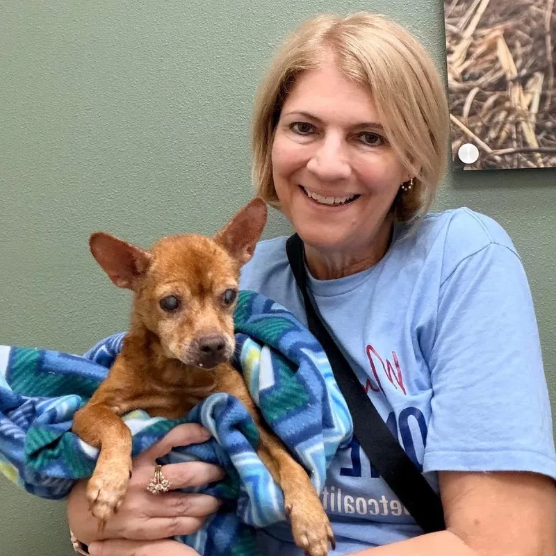A senior small-sized female Red / Chestnut / Orange Chihuahua dog named Betty Lou for adoption in Ennis, TX
