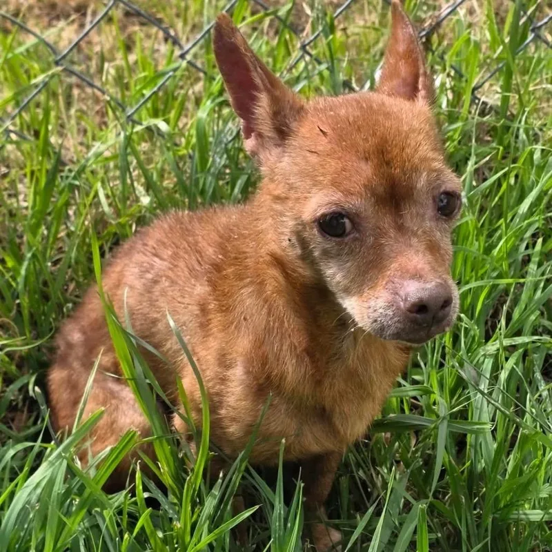 Betty Lou thumbnail 2